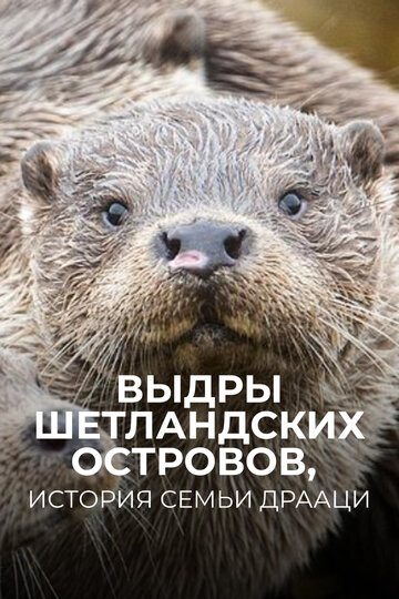 Выдры Шетландских островов, история семьи Драаци